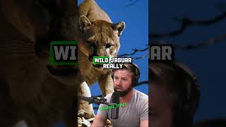 Exploring the Amazon Elusive Jaguars and Dangerous Night Walks  Forrest Galante amp Joe Rogan jre [upl. by Jecoa]