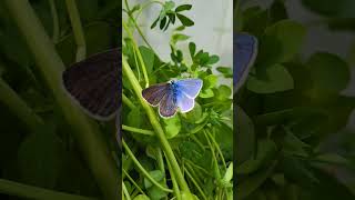 HALF MALEHALF FEMALE Butterfly Worlds RAREST Butterfly Polyommatus icarus gynandromorph [upl. by Hcaz]