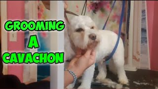 Grooming a Cavachon Fast Motion [upl. by Inttirb]