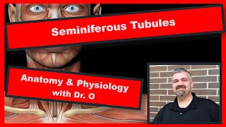 Seminiferous Tubules Anatomy and Physiology [upl. by Aicargatla]