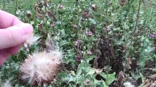 Milk thistle Silybum marianum plant and seeds in mid August [upl. by Katrine117]