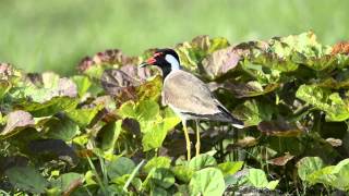 Redwattled Lapwing at Rajarhat Grassland [upl. by Papst161]