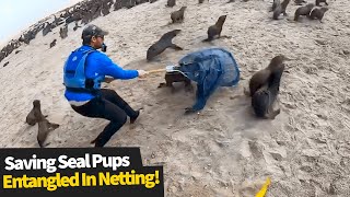 Kayakers help save seal pups entangled in netting [upl. by Vine720]