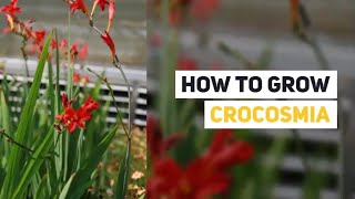 Crocosmia Growing Guide Montbretia by GardenersHQ [upl. by Cyrill]