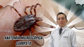 Anatomía Microscópica de la Garrapata [upl. by Anaytat838]