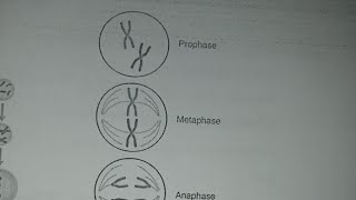 CELL DIVISION MITOSIS [upl. by Treblih]