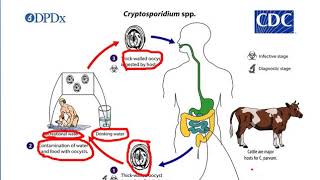 Emerging problems of Zoonotic Parasitic Diseases [upl. by Eniaral]