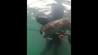 Monte Estoril 2024  Choco spearfishing pescasub pescasubmarina [upl. by Arracahs]