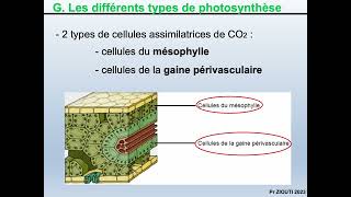 Physiologie végétale  Nutrition carbonée 11  Réactions de la photorespiration [upl. by Bruno217]