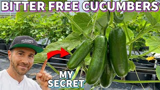 The Secret To Growing Cucumbers That NEVER Bitter [upl. by Vachil]