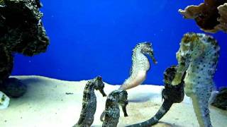 Reidi Seahorse male just before giving birth [upl. by Anrim330]