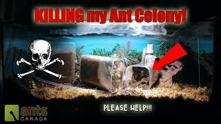 Something Is Killing My Ant Colony  Please help [upl. by Hermione60]