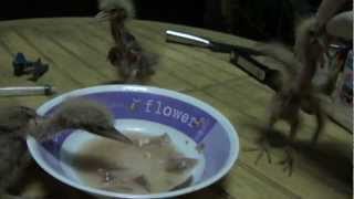 Hand Feeding Rescued Baby Herons [upl. by Kulseth51]