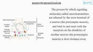 neurotransmission English  Medical terminology for medical students [upl. by Fabien]