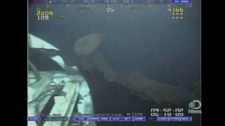 Rare Monster Jellyfish Caught on Tape [upl. by Lohman859]