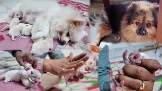 Day 4 of Pomeranian puppies  Pomeranian Dogs Vlog [upl. by Llemor225]