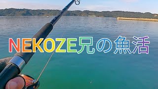 NEKOZE兄の魚活 [upl. by Richara]