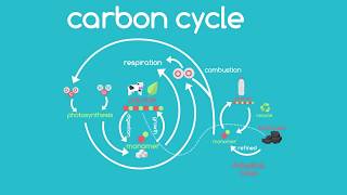 Hindi The Carbon Cycle Part 2 [upl. by Nytsuj]