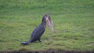 Iets te ambitieuze aalscholver  Zelf Geschoten  Vroege Vogels [upl. by Jeanne]