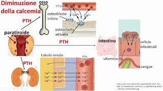Tiroide paratiroidi e calcemia [upl. by Bryna]