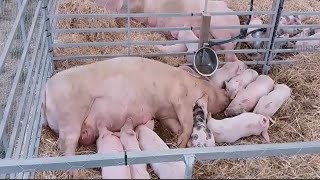 🔊 Pigs Family Sound Effect Meat Farm Rural Ambience  Sonidos de Familia de Cerdos 🐖🐖 [upl. by Nyleve]