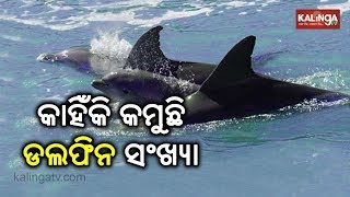 Dolphin Count Drops In Odisha By About 50  In A Year  Kalinga TV [upl. by Ardnaz716]