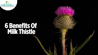 5 Incredible Health Benefits Of Milk Thistle [upl. by Barrie]