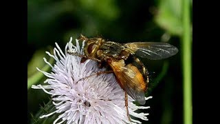 Sluipvlieg Tachina fera nectar drinkend op akkerdistel [upl. by Yelsehc727]