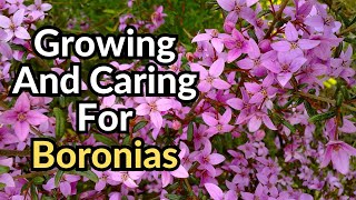 Growing and Caring for Boronias  Tips for Beautiful Boronias Australian shrubs [upl. by Rausch]