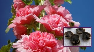 How to grow hollyhock seeds best method update paper towel [upl. by Kincaid]