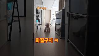 화질구지 ㅋ D235 아기 7개월아기 cute baby육아 [upl. by Itsirk]