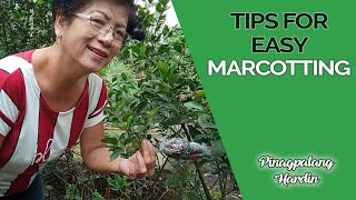 Tips for Easy Marcotting [upl. by Diandra]