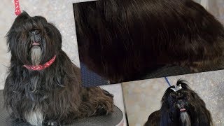 Grooming Guide  Grooming a Full Coated Shih tzu 64 [upl. by Graner292]