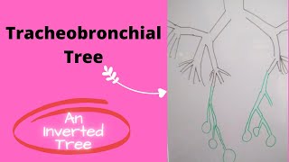 Tracheobronchial Tree [upl. by Yllus998]