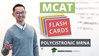 MCAT Flashcard Polycistronic mRNA [upl. by Acirfa]