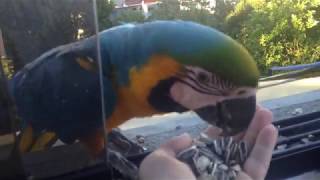 Hand feeding wild macaws [upl. by Audun]