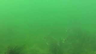 Gilthead Bream underwater footage Cornwall [upl. by Billen731]