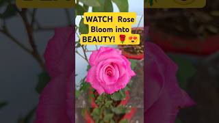 WATCH Rose Bloom into BEAUTY reels shorts viralvideo ytshort garden flowers floweringplants [upl. by Aedrahs967]