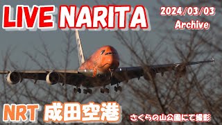 🔴LIVE at NARITA International Airport Plane Spotting 20240303 成田空港ライブカメラ 成田空港 NRTRJAA [upl. by Melena]