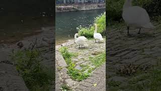 Swans and their signets spring2024 babybirds swans june2024 [upl. by Asiaj194]