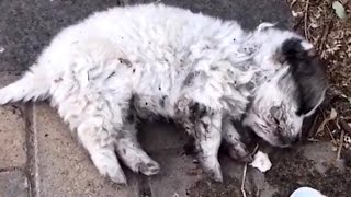 Abandoned puppy breathing weakly Transformation after having a home [upl. by Adihahs354]