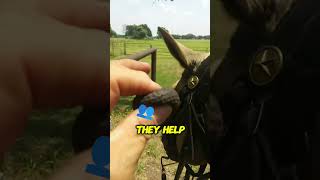 Surprising Trick to Calm Horses Ever Heard of These Earplugs [upl. by Kinemod]