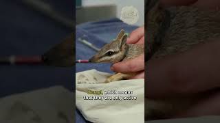 Numbat 🦨 The Rarest Animals on Earth shorts [upl. by Vinny]