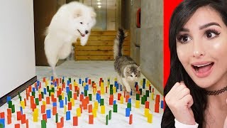 Trying Tik Tok Dog Challenges [upl. by Estelle]