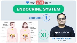 Endocrine System  Lecture 1  Class 11  Unacademy NEET  LIVE DAILY  NEET Biology  Sachin Sir [upl. by Dario599]