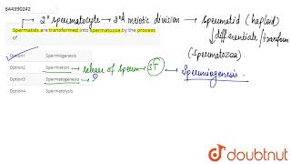 Spermatids are transformed into spermatozoa by the process of  12  Mock test 28  BIOLOGY  AA [upl. by Elman]