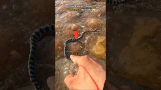 Risky rescue saved world’s most venomous sea snake 😱 [upl. by Chema121]