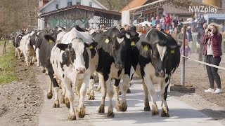 Weideaustrieb Kühe hüpfen und rennen ins Grün [upl. by Mindy]