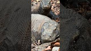 Alligator Vs Komodo dragons [upl. by Nanam]