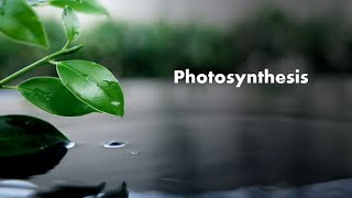 Photosynthesis  Biology KS3  GCSE Biology [upl. by Jolie]